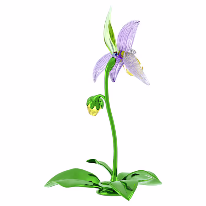 Florere Lady Slipper Orchid